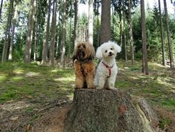 tibetan terrier in bichon frize sit on a stump in the forest