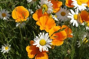 white and orange meadow flowers