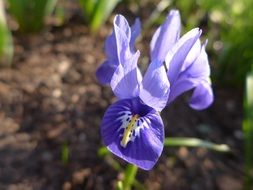 blue iris in the garden