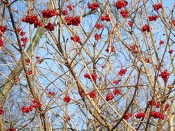 berries on the tree