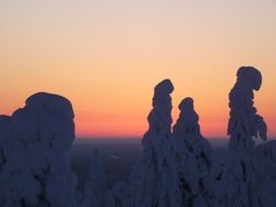 snowy fir tops in finland at dusk