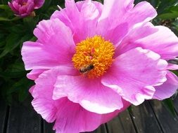 bee on a pink peony with yellow center in the garden