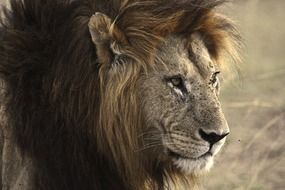 portrait of wild lion in african savanah