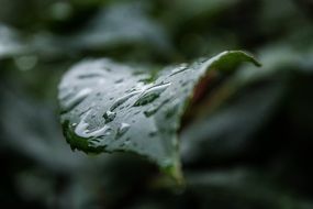 green leaf in raindrops