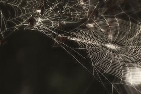 Cobweb of the spider