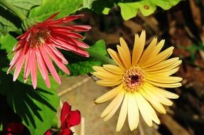 different color daisies close up