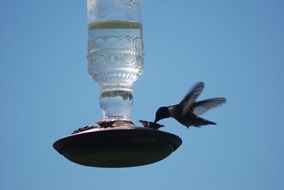 Cute, colorful and beautiful hummingbird at bird feeder at blue sky background