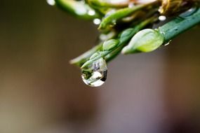drop of water on green grass macro photo on a blurred background