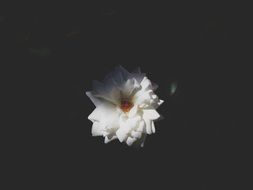 Macro photo of white blossom