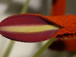 wonderful lily plant on a blurred background