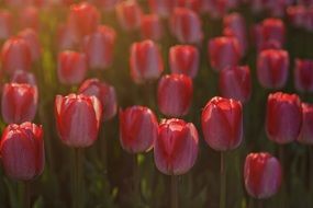 lot of beautiful red and white gradient tulips on flower bed
