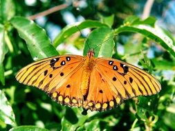 colorful butterfly nature