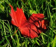 maple red leaf