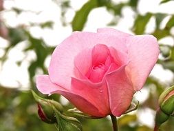 fragrant pink rose in the garden