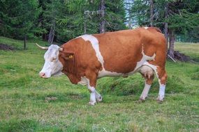 cow on the grass