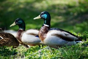 two ducks with green head on green grass