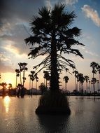 Landscape of the palms in Thailand