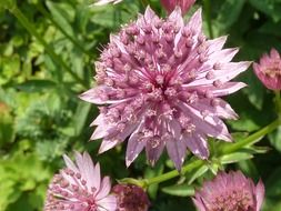 close-up view of floral plants in the garden