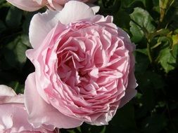 tender pink rose