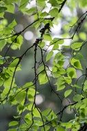 green foliage of birch tree close up