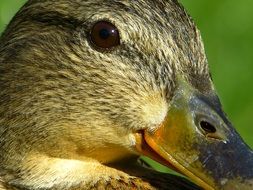 duck mallard animal