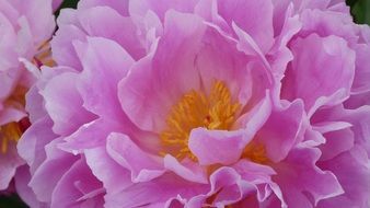 full flower of pink petals
