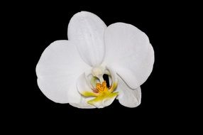 White orchid on a black background