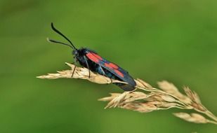 Blue and red insect on the grass