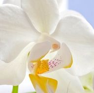 white orchid against the sky