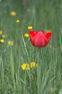 red tulip and yellow flowers in the wild meadow