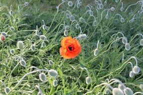 poppy plants in the field on a blurred background