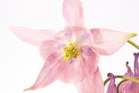 pink tender columbine flower on a white background