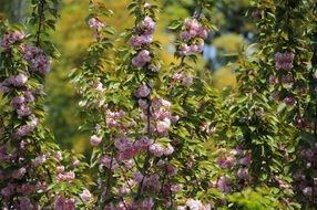 sakura flowers in sun rays