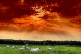 a herd of cattle under the clouds