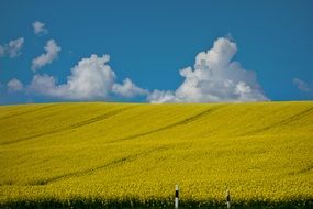 Bright yellow rapeseed field