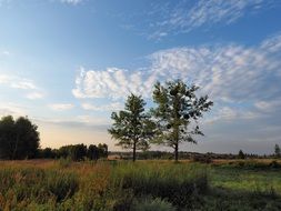 two trees in the evening on the meadow