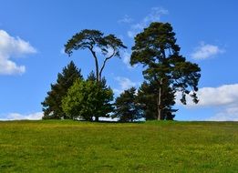 trees in the middle of meadow