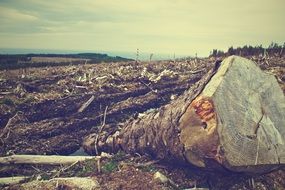deforestation environment