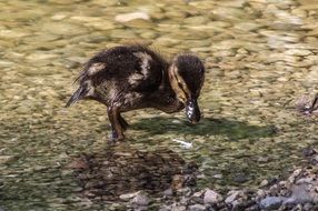Chicken stands on the water