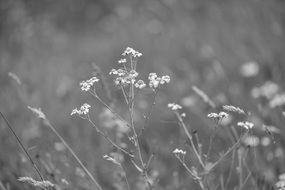 field flowers black and white