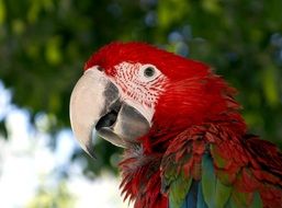 Beautiful and colorful macaw parrot
