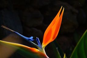 Yellow-blue orchid strelitzia