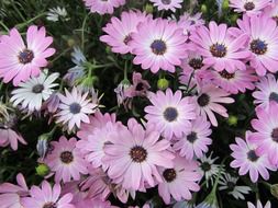 Pink and white flowers in the garden
