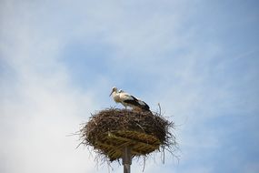 storchennest nest with storks