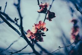 pink flowers on branch in spring