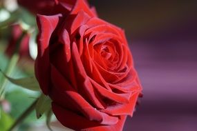 rose for a romantic evening