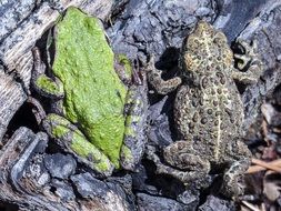 two resting toads