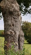 marvelous tree trunk nature