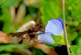 large insect on a blue flower close-up