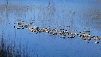 reeds and pebbles on the lake